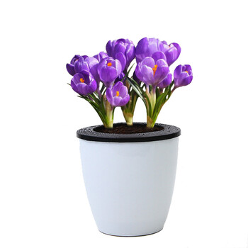 植兮 现货藏红花番红花种球球根花卉花种子百合花室内庭院盆栽植物