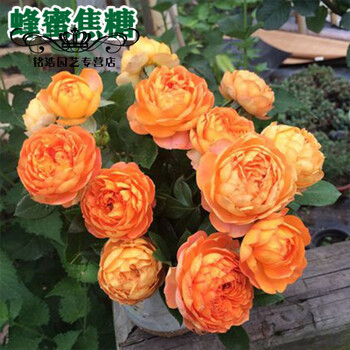 藤本月季大游行多花蔷薇爬藤植物月季花苗玫瑰绿植花卉盆栽欧月西瓜红蜂蜜焦糖不含盆 图片价格品牌报价 京东