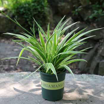 金心植物 室内 吸甲醛 净化空气 四季青开花不断垂吊绿植盆栽 金边