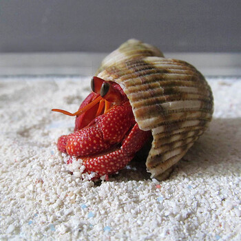 水族大师陆地淡水寄居蟹草莓寄居蟹微型宠物全