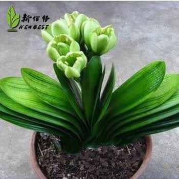 纳格兰君子兰花苗绿植盆栽室内花卉植物蓝色君子兰花苗绿花2年苗2 4片叶子 图片价格品牌报价 京东