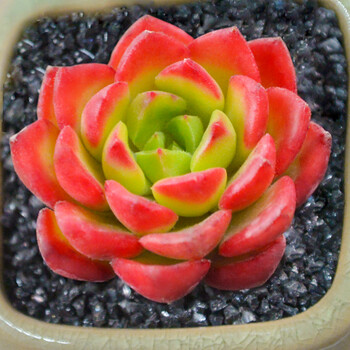 多肉植物_排行榜_推荐_什么牌子好_购物党