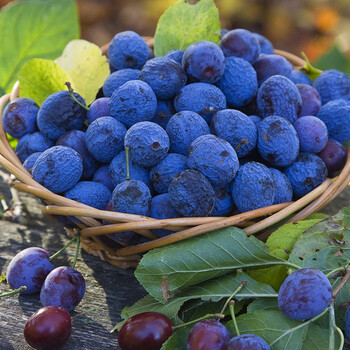 幽情谷【蓝莓水果苗2-10年苗】庭院盆栽果树苗嫁接苗当年结果 即可