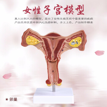 人体模型女性生殖子宫模型阴道卵巢模型教学模具病理变化科学教具卵巢子宫模型 图片价格品牌报价 京东