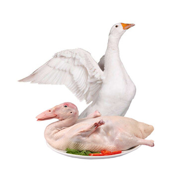 芮瑞 土鹅老鹅大白鹅农家散养鹅肉 宰后净重约2.3kg/只 整只装 2kg