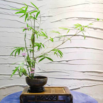 花卉盆景室内盆栽观叶植物 水培佛肚竹又称佛竹 罗汉竹 盆景竹子 3苗