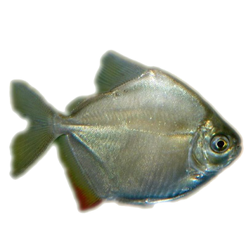 银版鱼活体 高身银版活体鱼 粗线银板鱼活体龙鱼配鱼热带鱼凶猛银元鱼