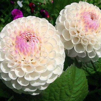 多个品种 球根花卉 大丽菊地瓜花 大丽花种球 种子 盆栽植物 白绣球