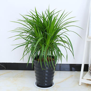 【绿植盆栽】绿巨人龙铁树盆栽大龙须树螺纹铁巴西铁