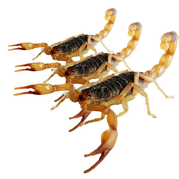 蝎子鲜活蝎子冰鲜蝎子十足全蝎蝎子王蝎子活体