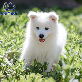 遛遛巴宠物萨摩耶幼犬活体宠物狗活体狗狗活体狗狗幼犬活体纯种萨摩耶犬宠物aa级 联系客服视频确认 公 图片价格品牌报价 京东