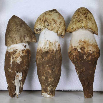 新鲜鸡枞菌 500g 云南特产野生 黑鸡棕鲜鸡纵蘑菇特级菌菇