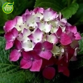八仙绣球花苗绣球花苗盆栽绣球花绣球花苗庭院阳台种植当年开花鸿富10年老桩精品 图片价格品牌报价 京东