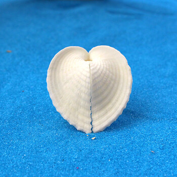 爱心贝 鸡心蛤天然海螺贝壳家居地台装饰 地中海风情摆件创意diy