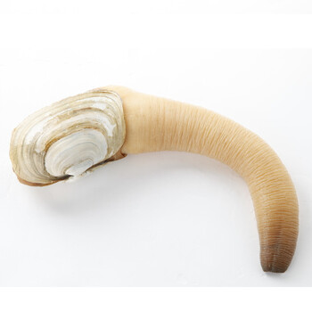 恒六纯品 美国进口鲜活象拔蚌象牙蚌进口象鼻