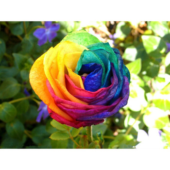 玫瑰苗盆栽 玫瑰花苗 赛蔷薇牡丹月季花苗奇趣植物 七彩玫瑰 不含盆