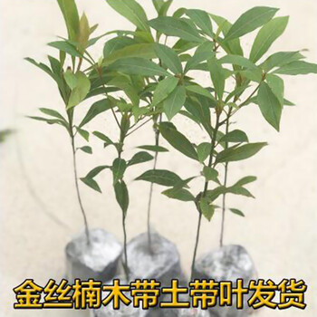 正宗海南黄花梨小叶紫檀金丝楠木沉香树苗地栽名贵树苗金丝楠5060cm