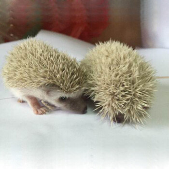 zxc 非洲迷你刺猬活体 刺猬宝宝 刺猬宝宝 刺猬活体 可爱小刺猬 杏色