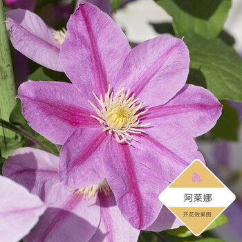 阁justa铁线莲转子莲耐热多花适合阳台根系棒藤蔓植物攀援花卉 阿莱娜