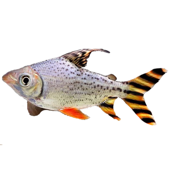 工飞凤精选直纹花纹金龙红龙鱼配鱼热带鱼淡水鱼活体 金双线19-24cm