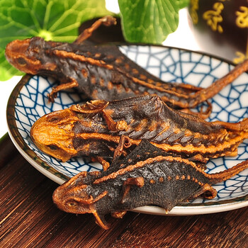 百财 海狗干货 天然海蜥蜴 海狗泡酒料 养生泡酒料 海狗 干货 海狗1支