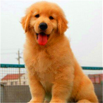惟愿纯种金毛幼犬活体狗狗 温顺型大型犬金毛犬活体狗狗幼犬 巡回猎犬