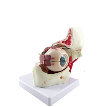 眼球模型眼球与眼眶放大模型解剖眼睛眼外肌模型结构造示教学医学 六