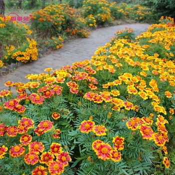 香葶苑孔雀草种子种籽小万寿菊尾穗苋忽忘草勿忘草银边翠大花秋葵种子庭院的主体花卉孔雀草种子 混色 250克 半斤 图片价格品牌报价 京东