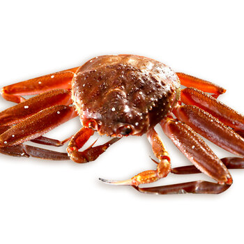 【活鲜】朝鲜籽蟹一只海鲜水产 100-150g/只【图片