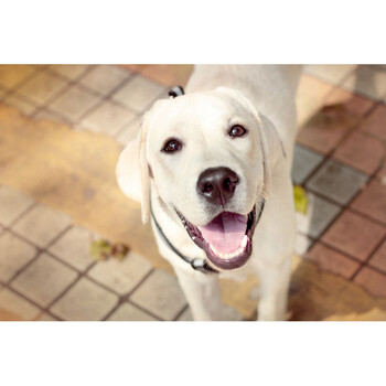 新品 装饰画 贴图海报 壁纸狗狗 多多贴画 拉布拉多犬狗高清可爱宠物