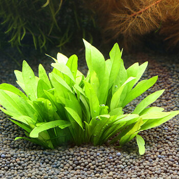 丛生前景草活体水草小皇冠鱼缸造景植物 小皇冠5株