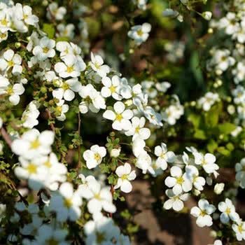 攀爬垂吊盆栽植物室内绿植观花卉雪梅花雪柳苗庭院客厅喷雪花2年小苗雪柳苗不含盆 图片价格品牌报价 京东