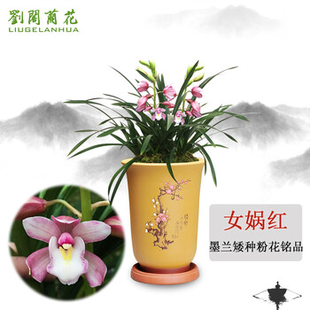 刘阁兰花苗墨兰矮种开粉花女娲红冬带花苞出售兰草室内绿植花卉盆栽5苗连体裸根 图片价格品牌报价 京东