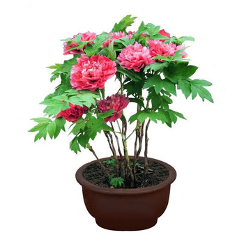 紫藤苗 桂花树苗盆栽室内外绿植花卉观花 牡丹花苗 八年树桩盆景苗