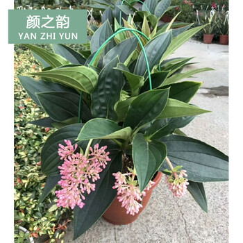 春瑞珍珠宝莲灯花盆栽垂吊灯笼花植物室内四季花卉大盆宝莲灯 2加仑 不含盆 图片价格品牌报价 京东