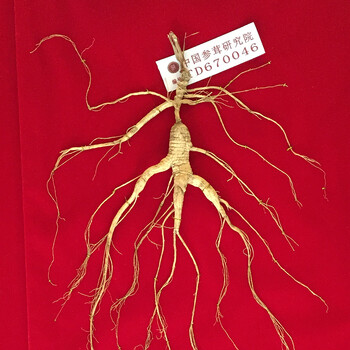 梦度国检特等野山参拍卖专场