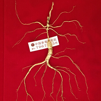 梦度国检特等野山参拍卖专场