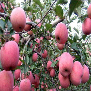 御春阁苹果树苗盆栽地栽当年结果南方北方种植苹果苗嫁接四季红富士苗 红富士 4年苗