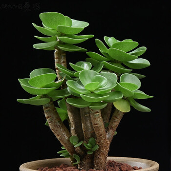 金钱木老桩多肉植物发财树金钱树肉肉防辐射盆栽室内绿植金钱木2年老桩高约13 16cm 塑料盆 带盆栽好 图片价格品牌报价 京东
