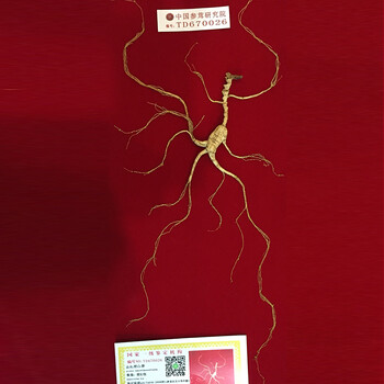 梦度国检特等野山参拍卖专场