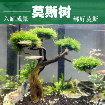 水草莫斯树鱼缸造景装饰懒人沉木无土四季淡水增氧活体植物水族箱高10 12cm三头 图片价格品牌报价 京东