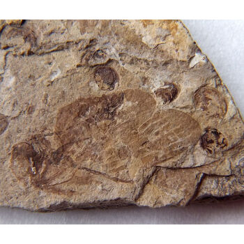中华蝴蝶虫化石图片