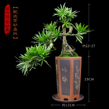 悬崖罗汉松老桩盆景室内花卉绿植盆栽客厅禅意小盆景四季常青送礼悬崖罗汉松 竖六边经典 紫砂托 图片价格品牌报价 京东