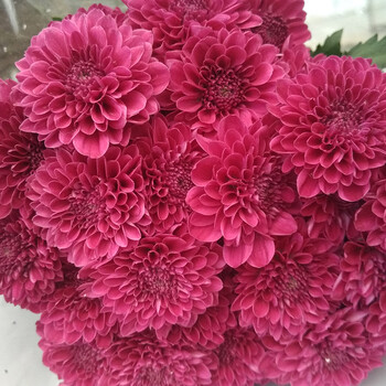 玫红色 小红菊10支 不含花瓶