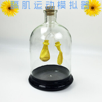 《膈肌运动模拟器 J33225 中学生物实验器材模