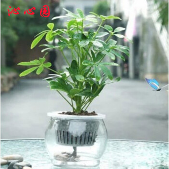 花卉懶人玻璃水培盆栽盆景陽臺辦公室內觀葉觀花花卉植物水培八方來財