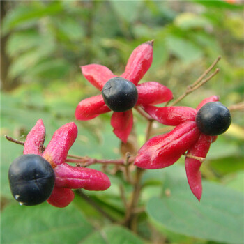 海州常山种子园林种子盆栽庭院花卉种子 一斤