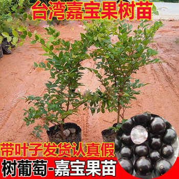 台湾树葡萄价格多少钱一斤 台湾树葡萄价格图片 京东生鲜