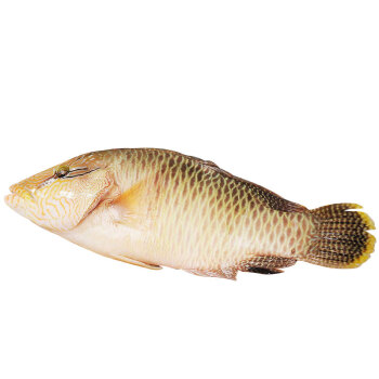 【活鲜】聚福鲜 鲜活苏眉鱼 海鲜年货 850-900g 1条