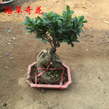 榕树盆景人参榕树桩绿植盆栽s榕水培植物桌面盆景办公室内净化空气观赏榕树5 图片价格品牌报价 京东